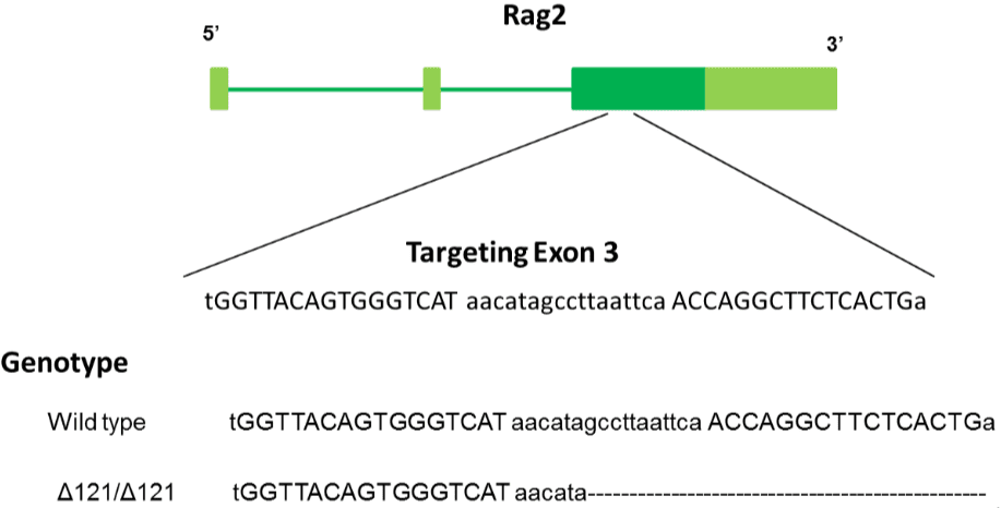 B-Rag2 KO Rats - Biocytogen