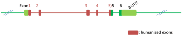 B-hCD27 Mice - Biocytogen