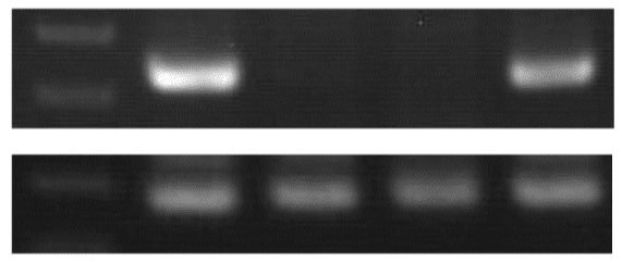 B-hCD47-Mice-details-mrna-expression-analysis