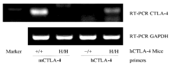 B-hCTLA4-Mice-mrna-expression-analysis