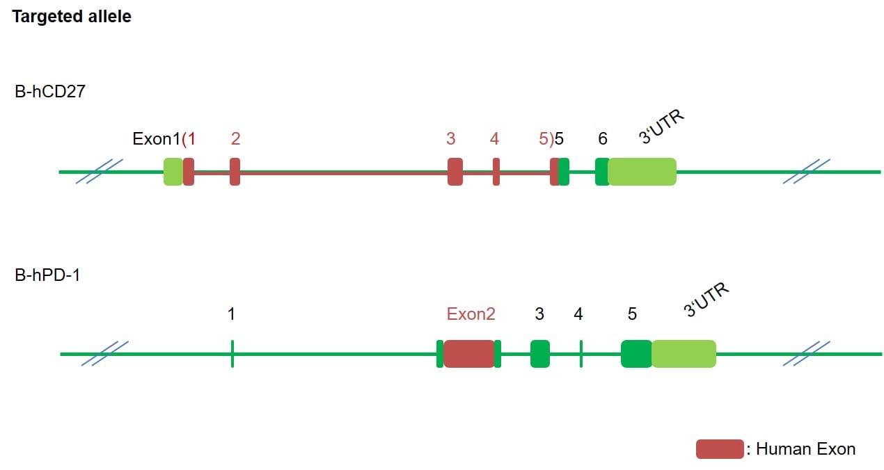 B-hPD-1/hCD27 Mice - Biocytogen