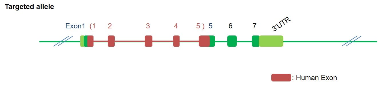 B-htnfrsf4 (ox40) Mice - Biocytogen