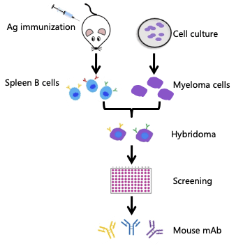 Hybridoma Antibody Sequencing Biocytogen