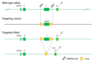 Conditional Knockout/Knockin - Biocytogen