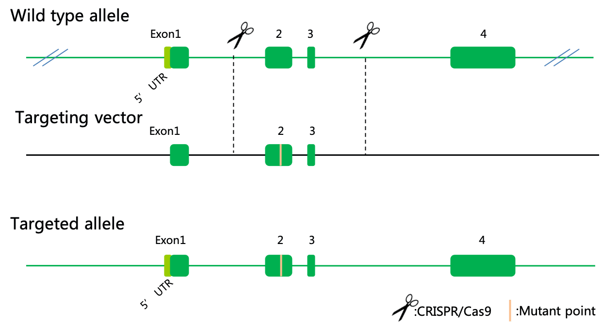 Point Mutation Knockin Biocytogen