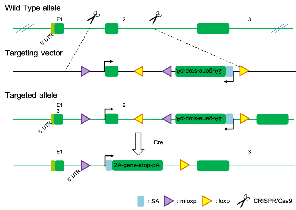 Gene Targeting Methods And Strategies Biocytogen