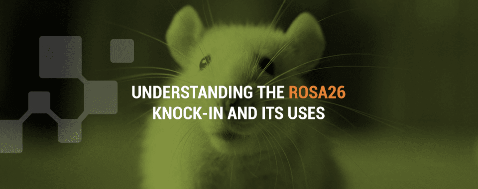 rosa26ノックインマウスとは何ですか