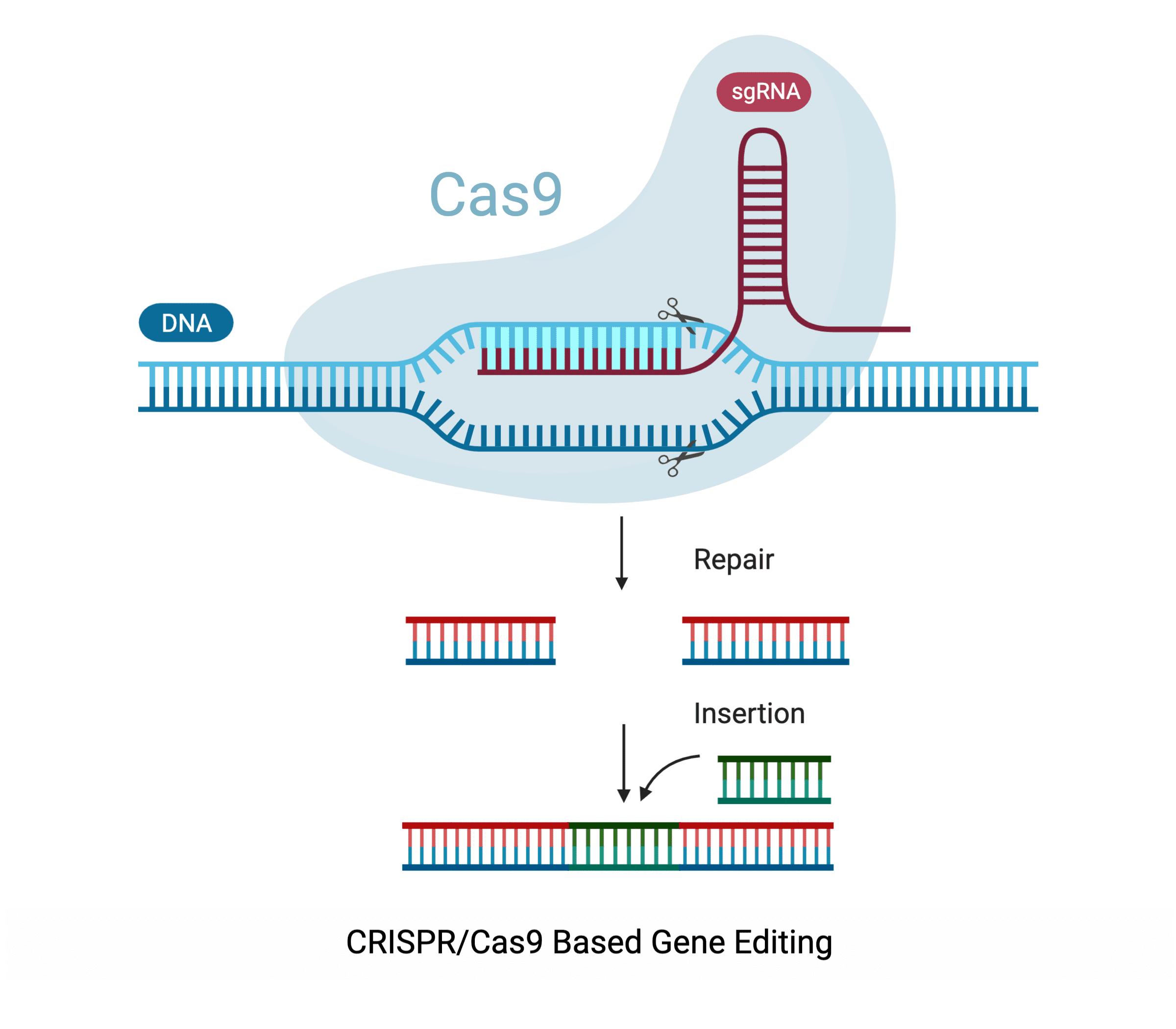 CRISPR Cas9 Knockin