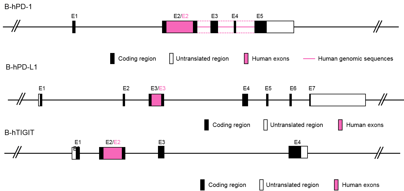 B-hPD-1/hPD-L1/hTIGIT Mice - Biocytogen