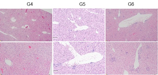 B-h4-1BB/h4-1BBL Mice - Biocytogen