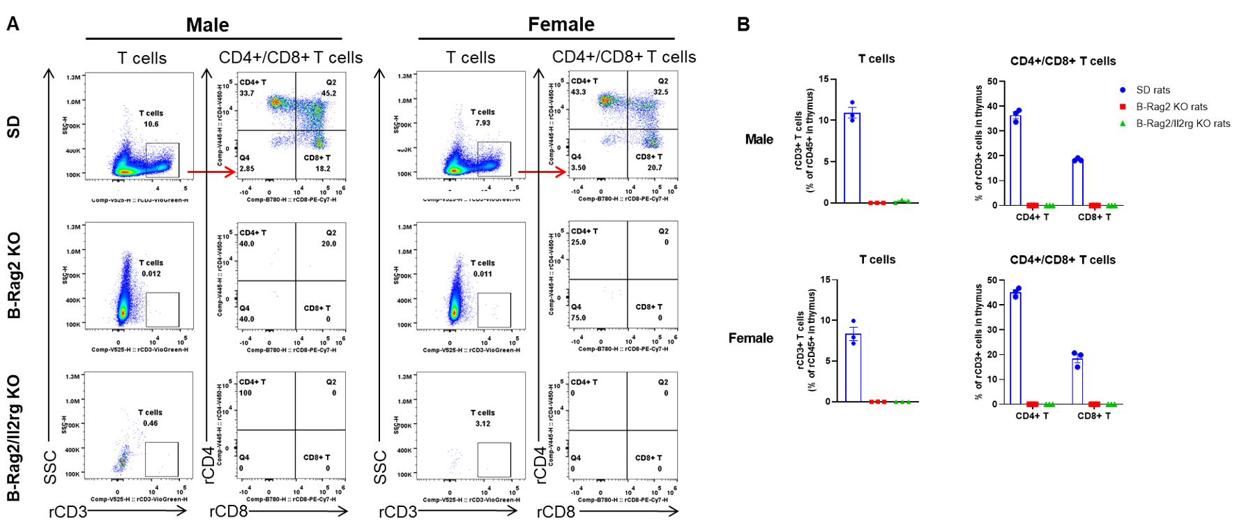 B-Rag2/IL2rg KO rats - Biocytogen