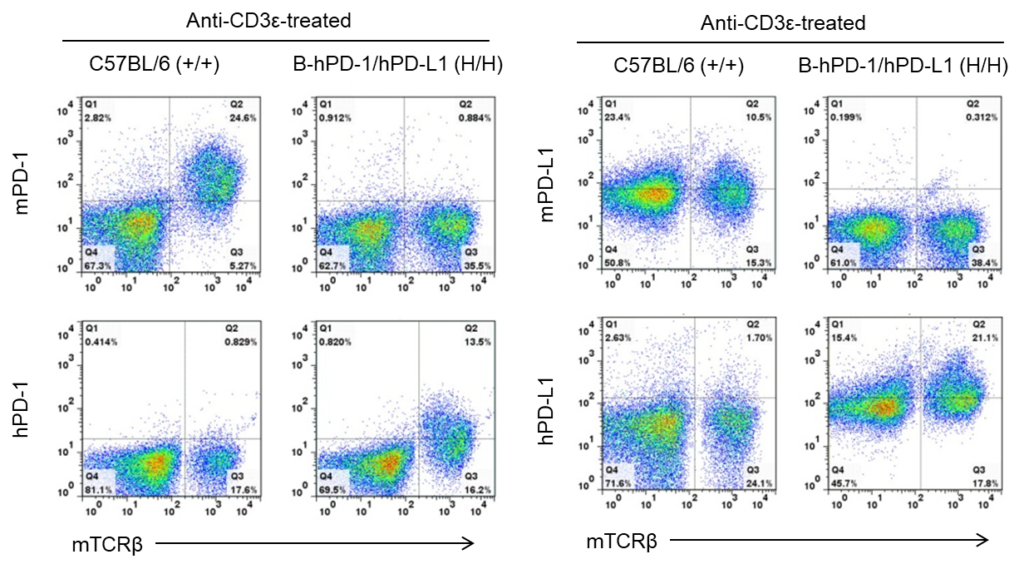 B-hPD-1/hPD-L1 Mice - Biocytogen