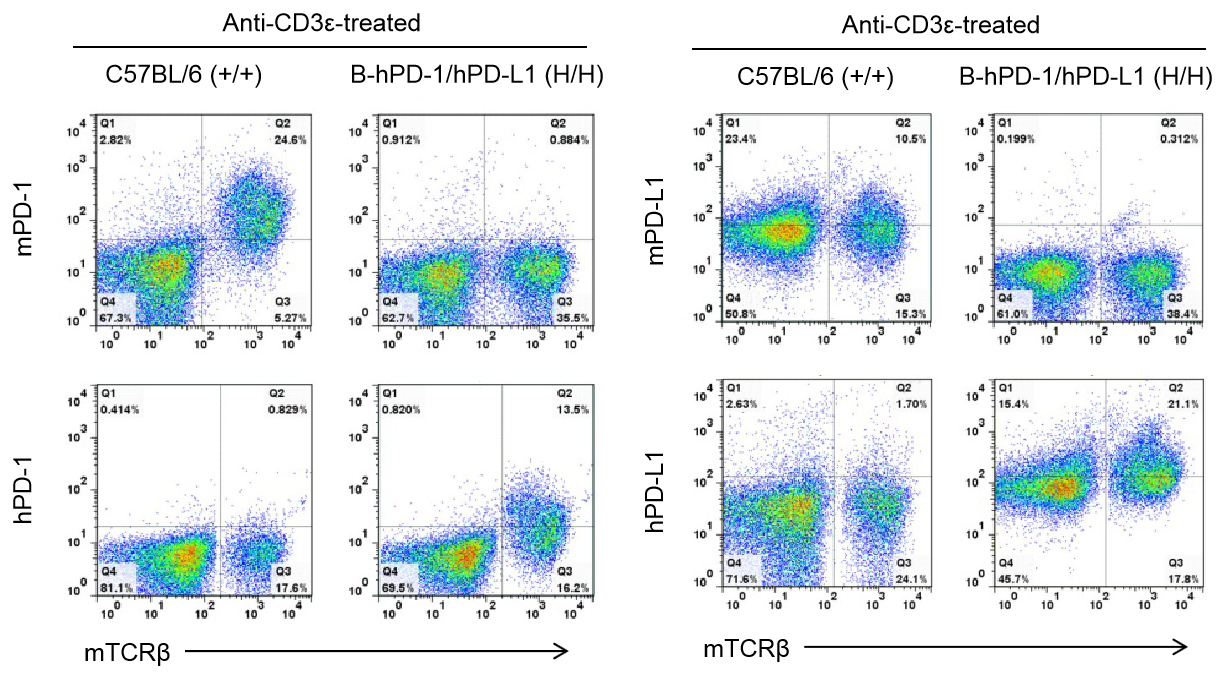 B-hPD-1/hPD-L1 Mice - Biocytogen