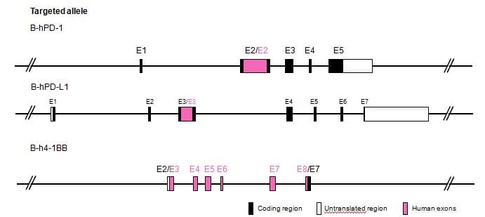 B-hPD-1/hPD-L1/h4-1BB Mice - Biocytogen