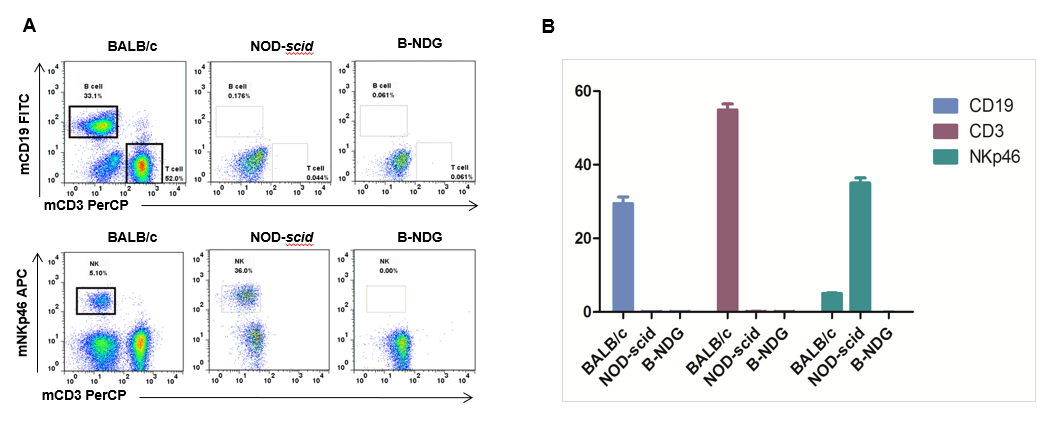 B-NDG Mice - Biocytogen