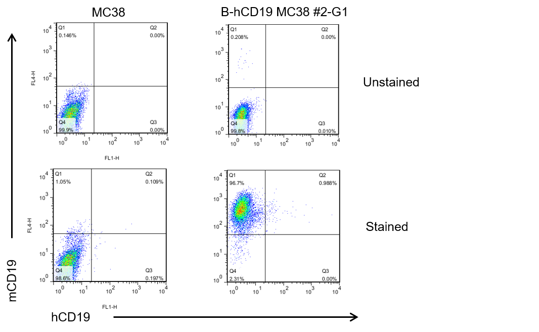 B-hCD19 MC38 - Biocytogen