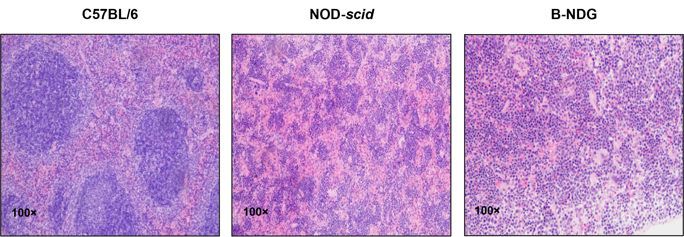 B-NDG Mice - Biocytogen