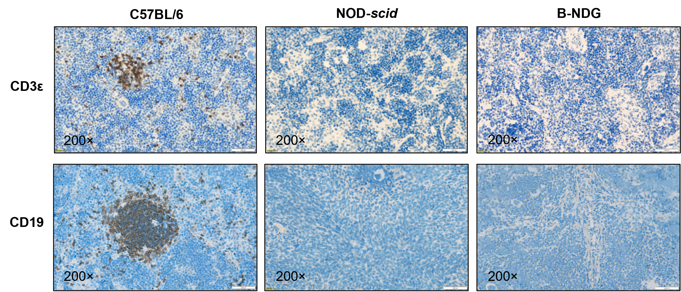 B-NDG Mice - Biocytogen