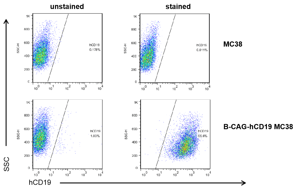 B-hCD19 MC38 - Biocytogen