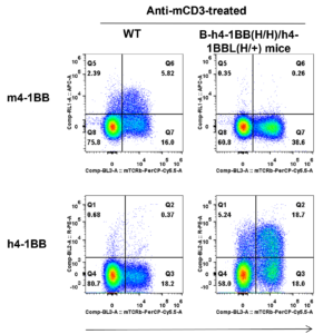 B-h4-1BB/h4-1BBL Mice - Biocytogen