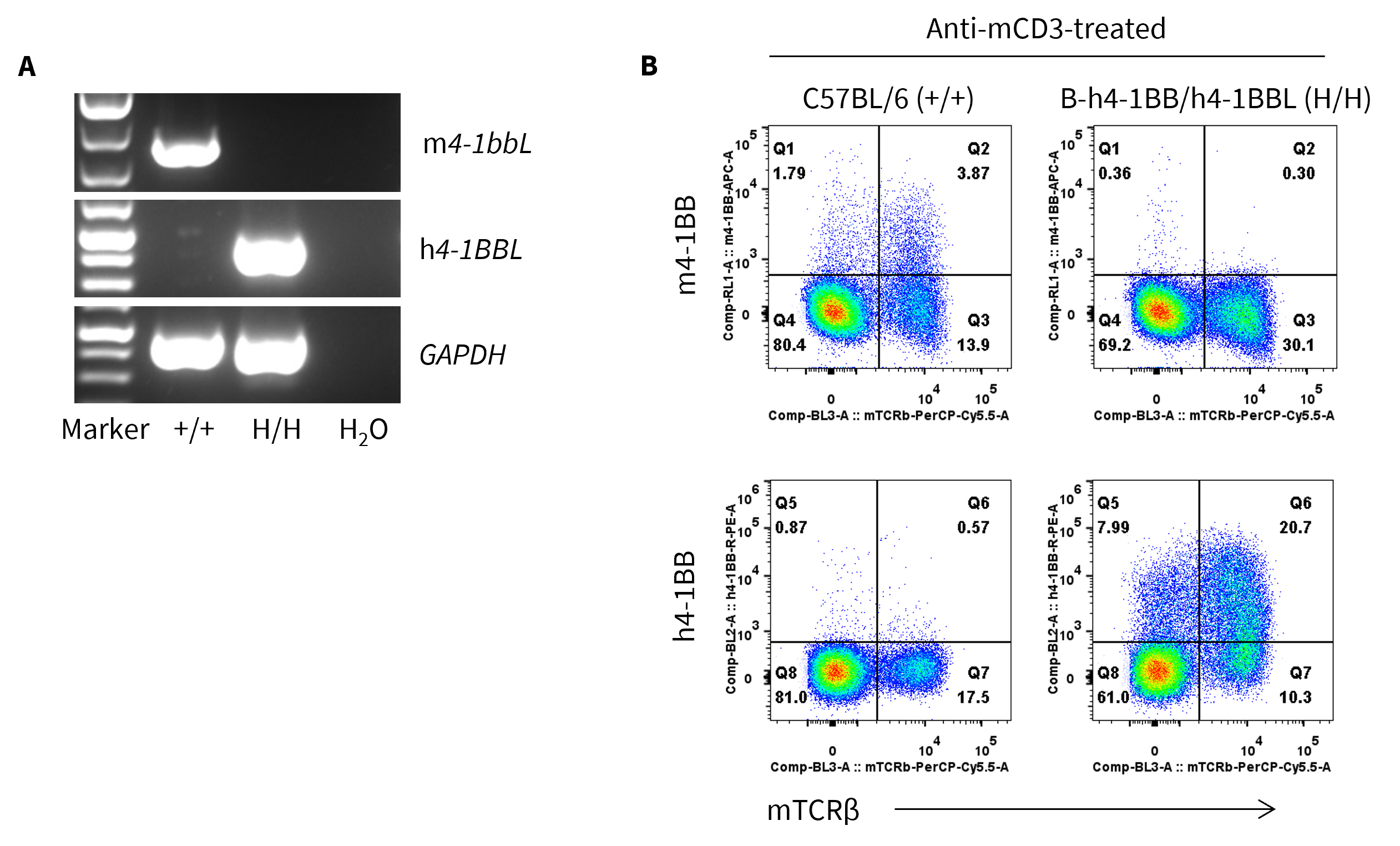 B-h4-1BB/h4-1BBL Mice - Biocytogen