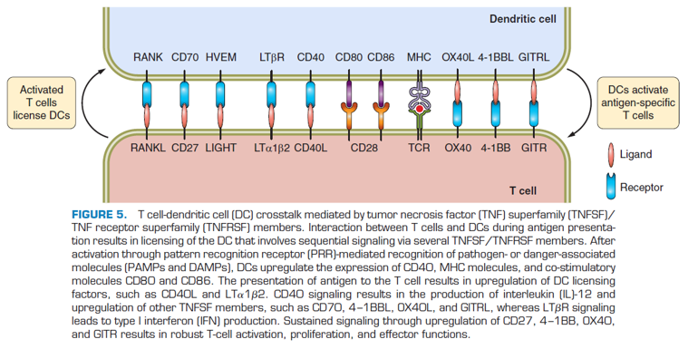 B-h4-1BB/hCD40 Mice - Biocytogen