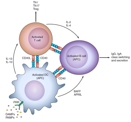 B-h4-1BB/hCD40 Mice - Biocytogen