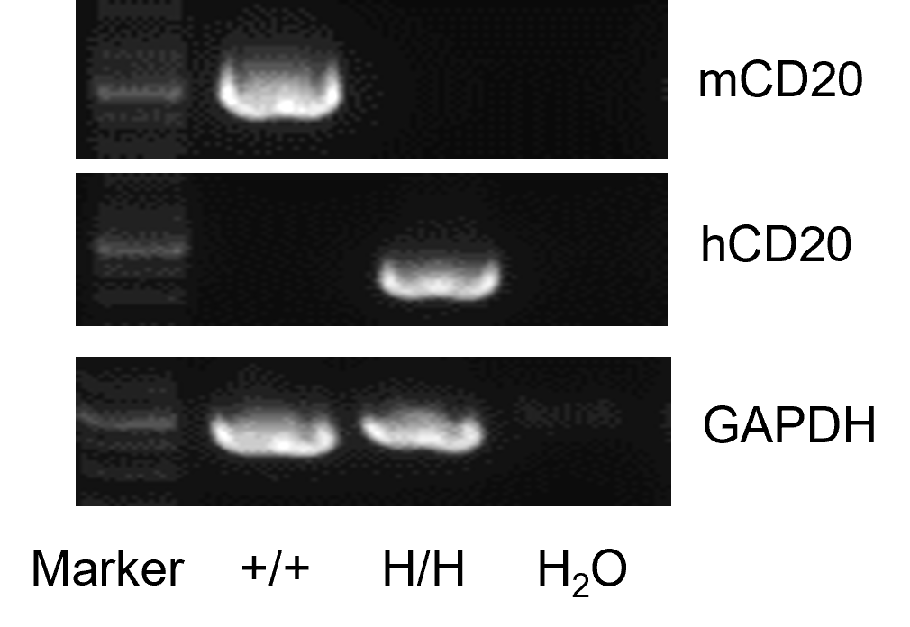 B-hCD20 Mice - Biocytogen