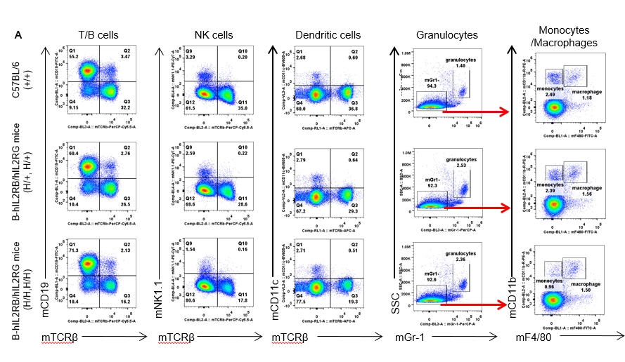 B-hIL2RB/hIL2RG Mice - Biocytogen