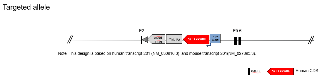 B-hNECTIN4 MC38 - Biocytogen