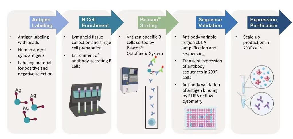 Single B Cell Antibody Cloning | Biocytogen