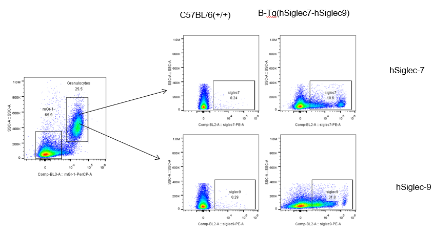 B-Tg(hSIGLEC7/hSIGLEC9) mice - Biocytogen