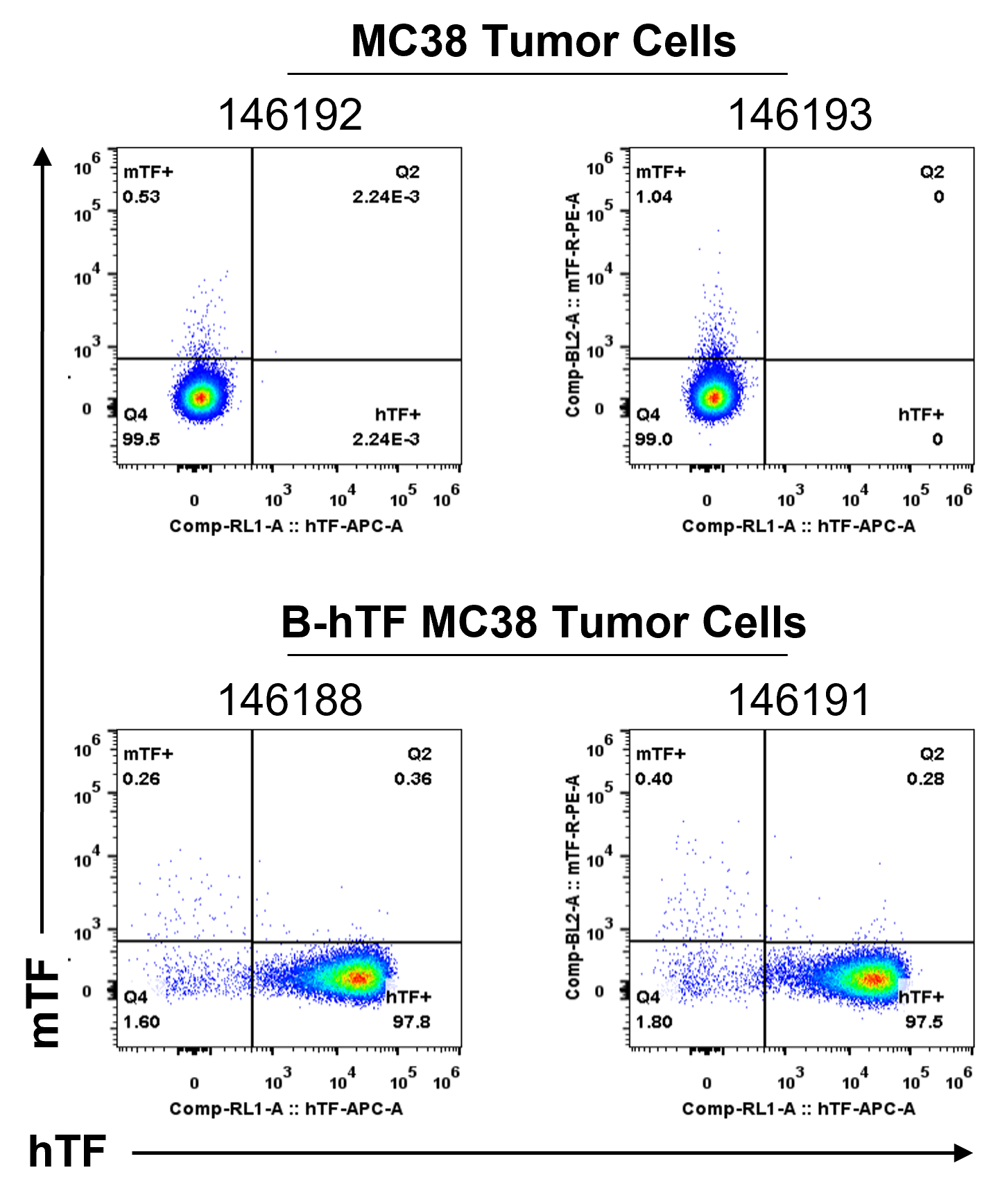 B-hTF MC38 - Biocytogen