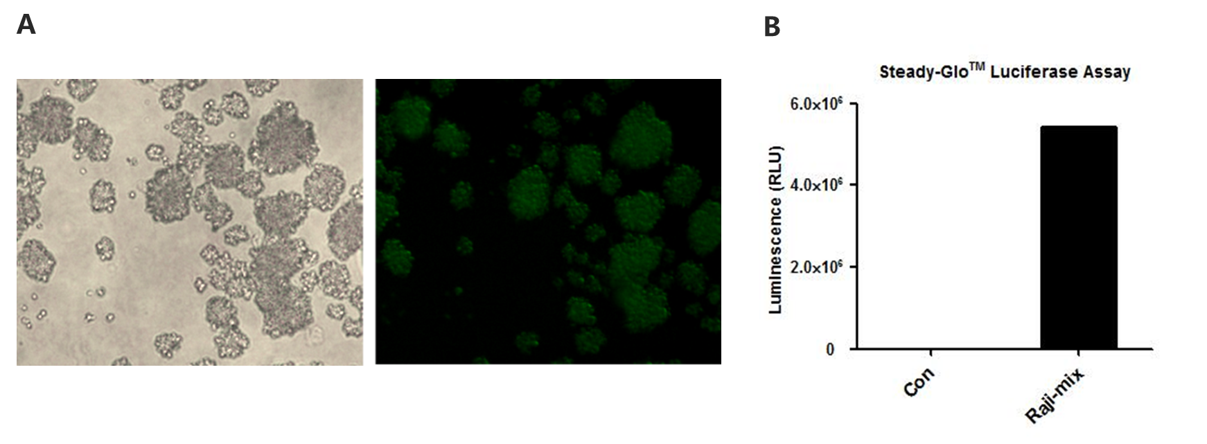 B-luc-GFP Raji - Biocytogen