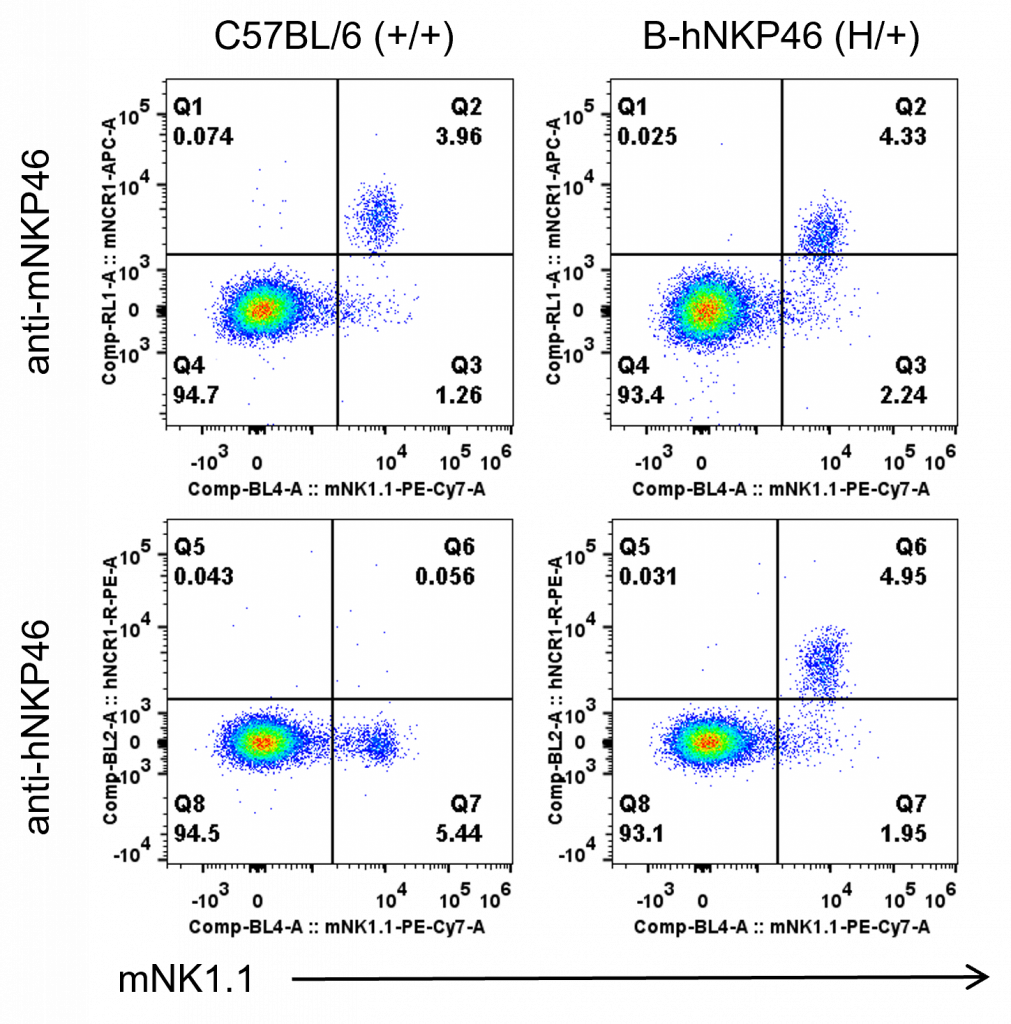 B-hNKP46 mice - Biocytogen