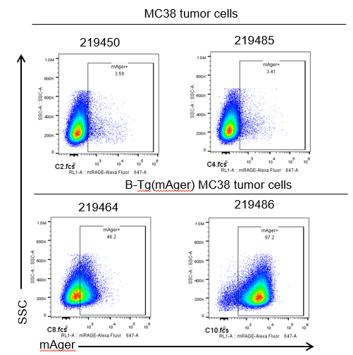 B-Tg(mAger) MC38 - Biocytogen