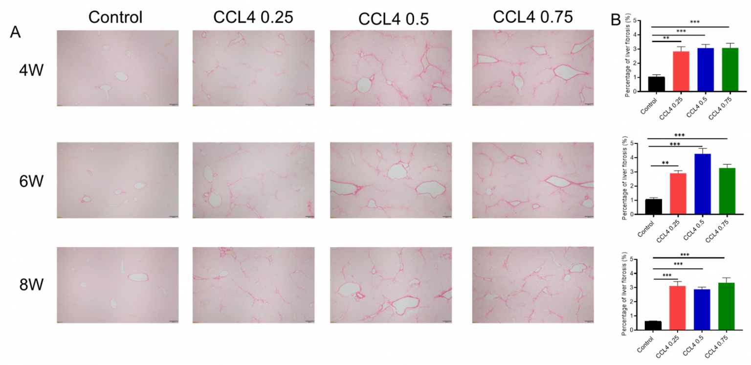 Ccl4 Liver Fibrosis Model Biocytogen