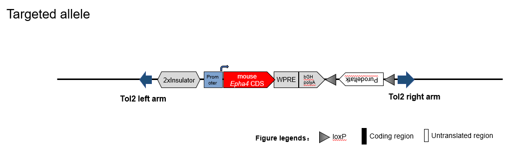 B-Tg(mEpha4) MC38 - Biocytogen