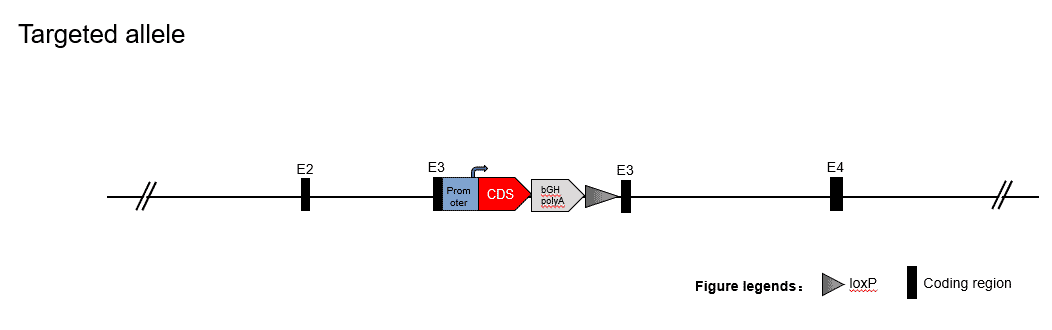 B-hPD-L1 EL4 - Biocytogen