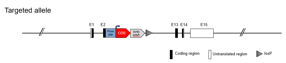 B-hCD19 EL4 - Biocytogen