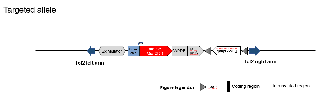 B-Tg(mMet) MC38 - Biocytogen