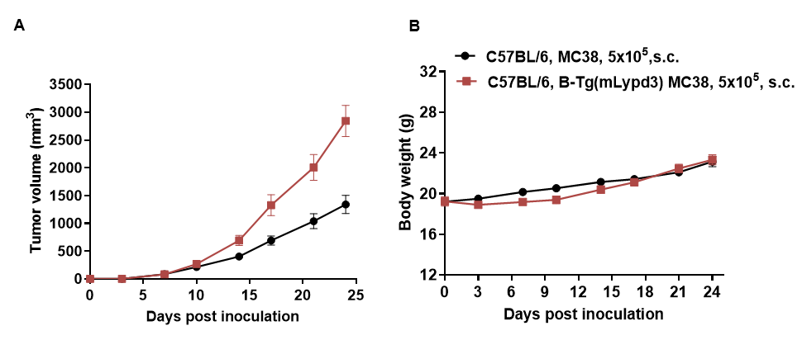 B-Tg(mLypd3) MC38 - Biocytogen