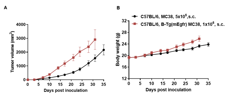 B-Tg(mEgfr) MC38 - Biocytogen