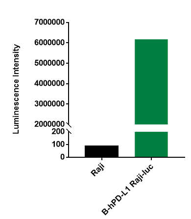 B-hPD-L1 Raji-luc - Biocytogen