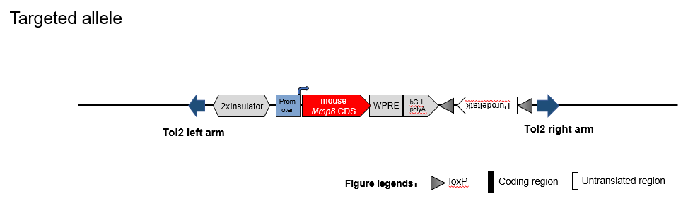 B-Tg(mMmp8) MC38 - Biocytogen