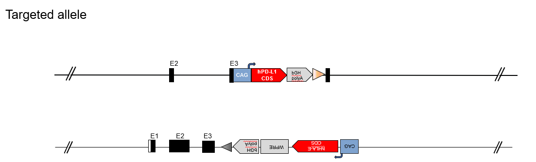 B-hHLA-E Plus/hPD-L1 MC38 - Biocytogen