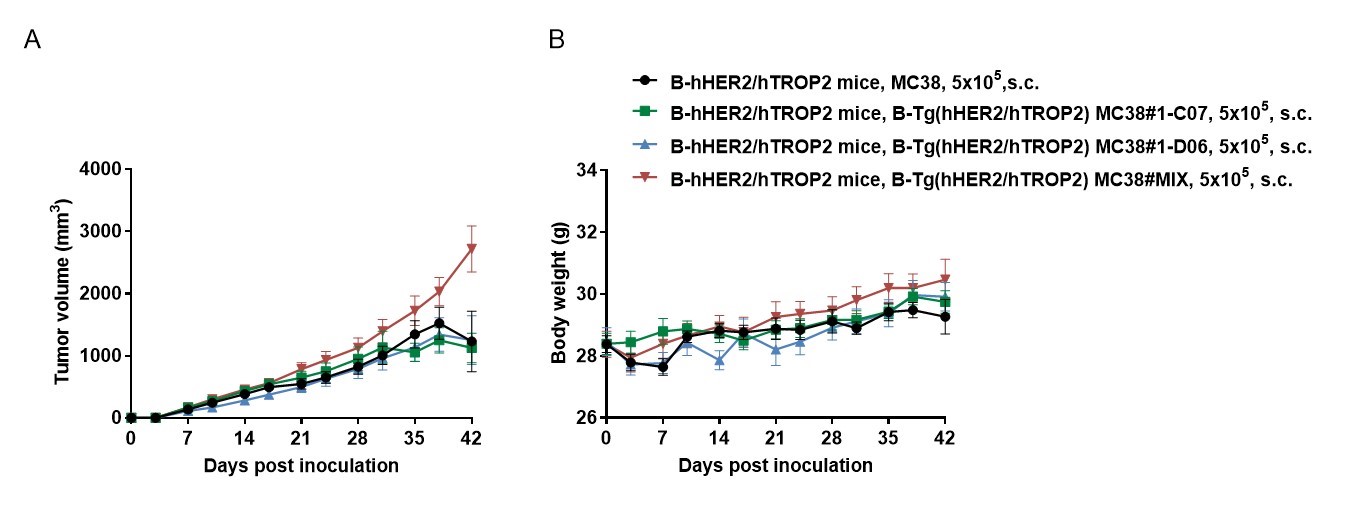 B-Tg(hHER2/hTROP2) MC38 - Biocytogen