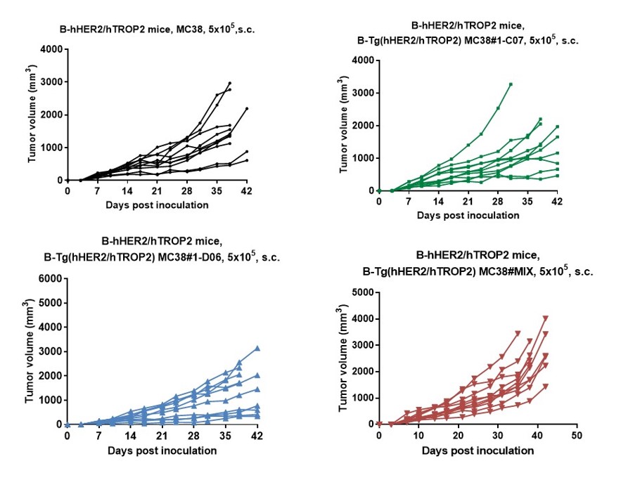 B-Tg(hHER2/hTROP2) MC38 - Biocytogen