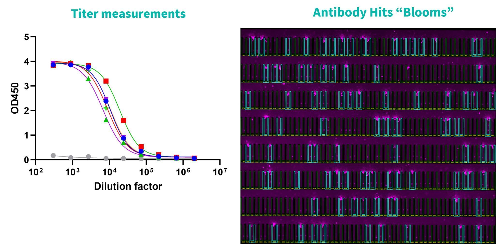 Selecting The Right Platform For Your Antibody Discovery Project ...