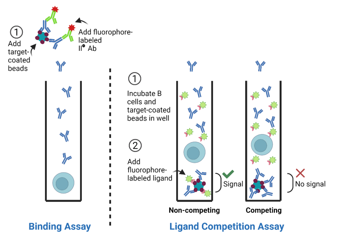 Single B Cell Antibody Cloning | Biocytogen